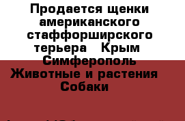 Продается щенки американского стаффорширского терьера - Крым, Симферополь Животные и растения » Собаки   